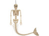 Mermaid Skeleton Prop