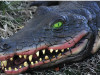 Close-up of realistic alligator crocodile Halloween yard prop with sharp teeth and green eyes