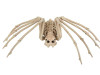 Skeleton Spider Prop