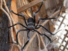 Poseable Hairy Joints Black Wolf Spider
