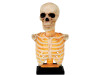 Light-Up Skeleton Bust – 16" Halloween Display Decor
