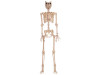 5 ft werewolf skeleton halloween decoration life size prop