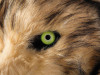 Adults Wolf Moving Mouth Overhead Mask