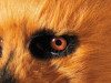 Adults Bear Moving Mouth Overhead Mask