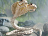 Two Headed Cobra Snake Skeleton