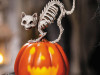 Spooky skeleton cat perched on pumpkin