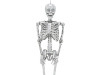 5 Ft Posable Skeleton - Disco Halloween Decoration