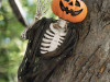 Hanging Jack-O'-Lantern Pumpkin Creeper - 17.75" Halloween Decor