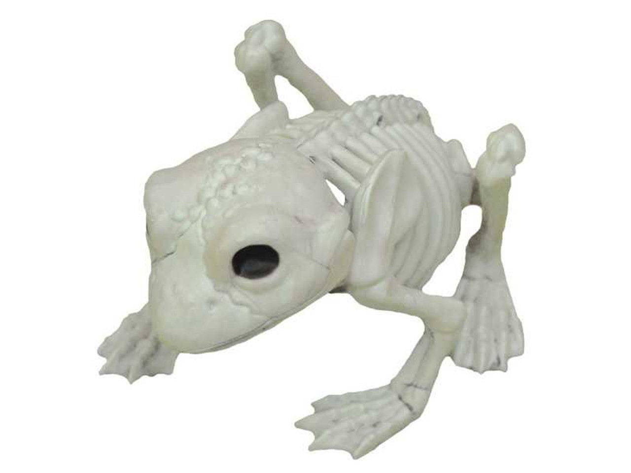 Frog Skeleton
