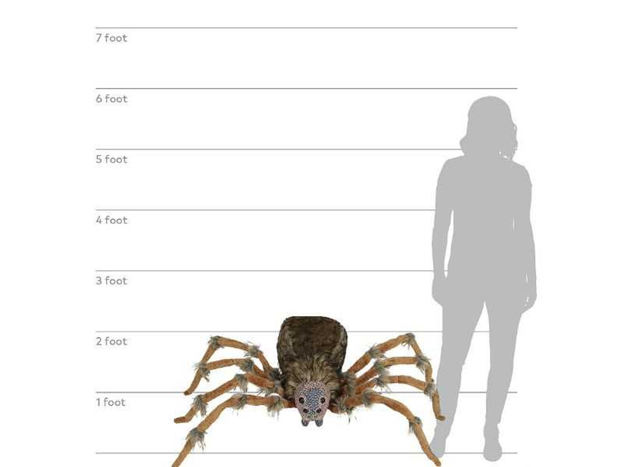 Giant Halloween Spider