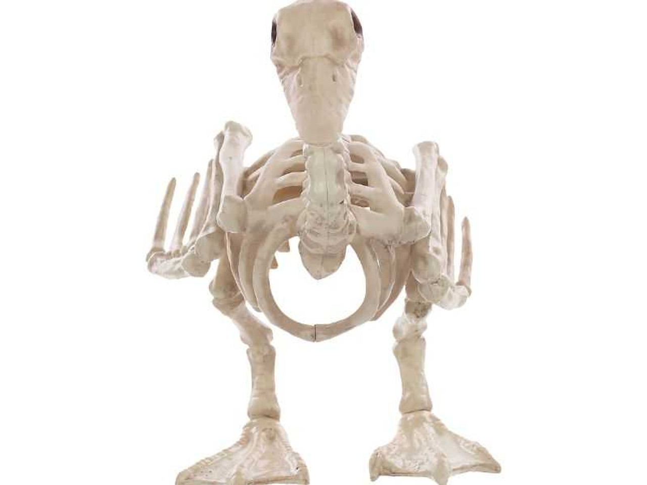 Skeleton Baby Duck Prop