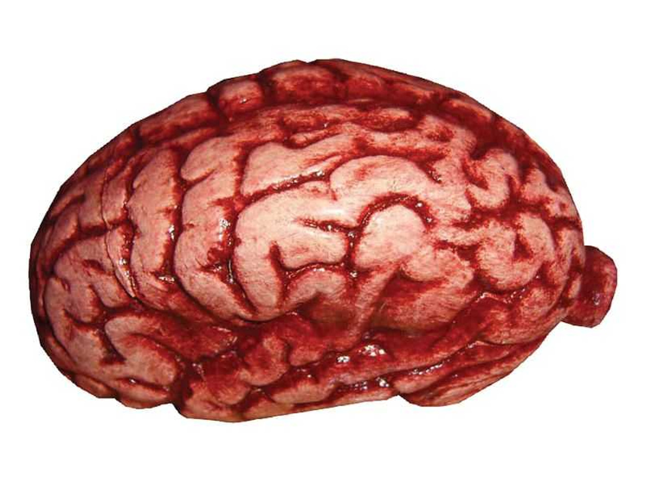 Brain Body Part Prop