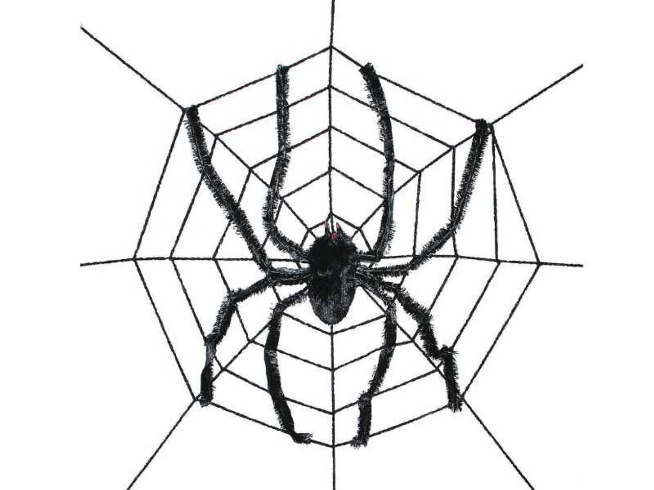 Spider Web With Spider