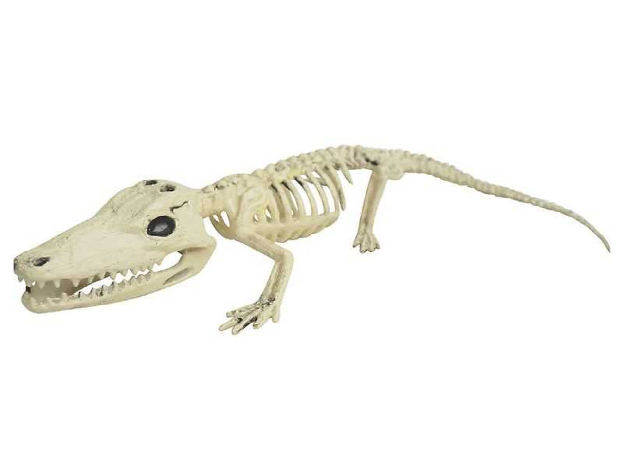 Alligator Skeleton 6.3in