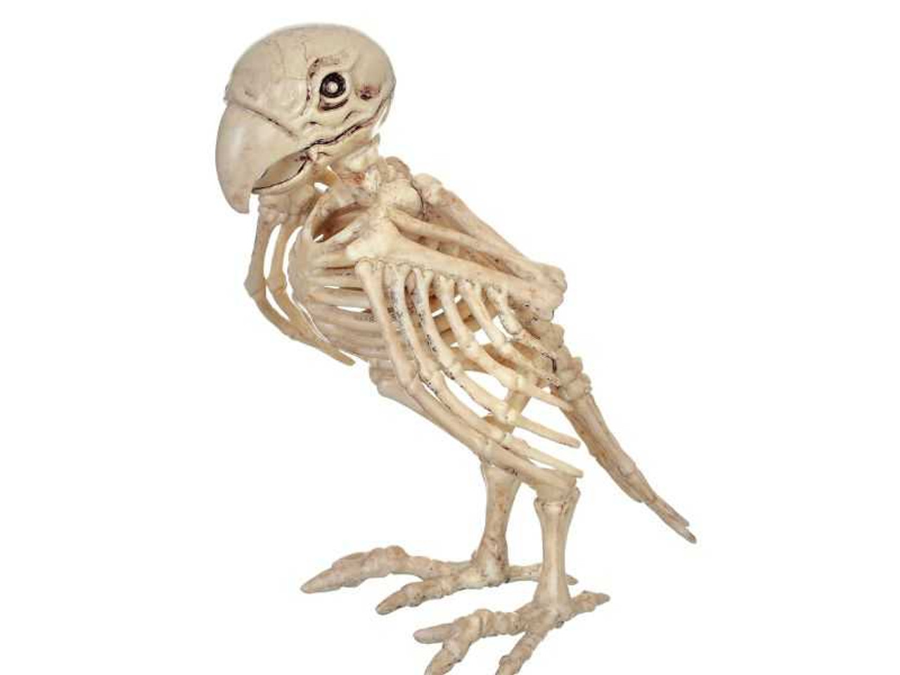 Skeleton Parrot Prop