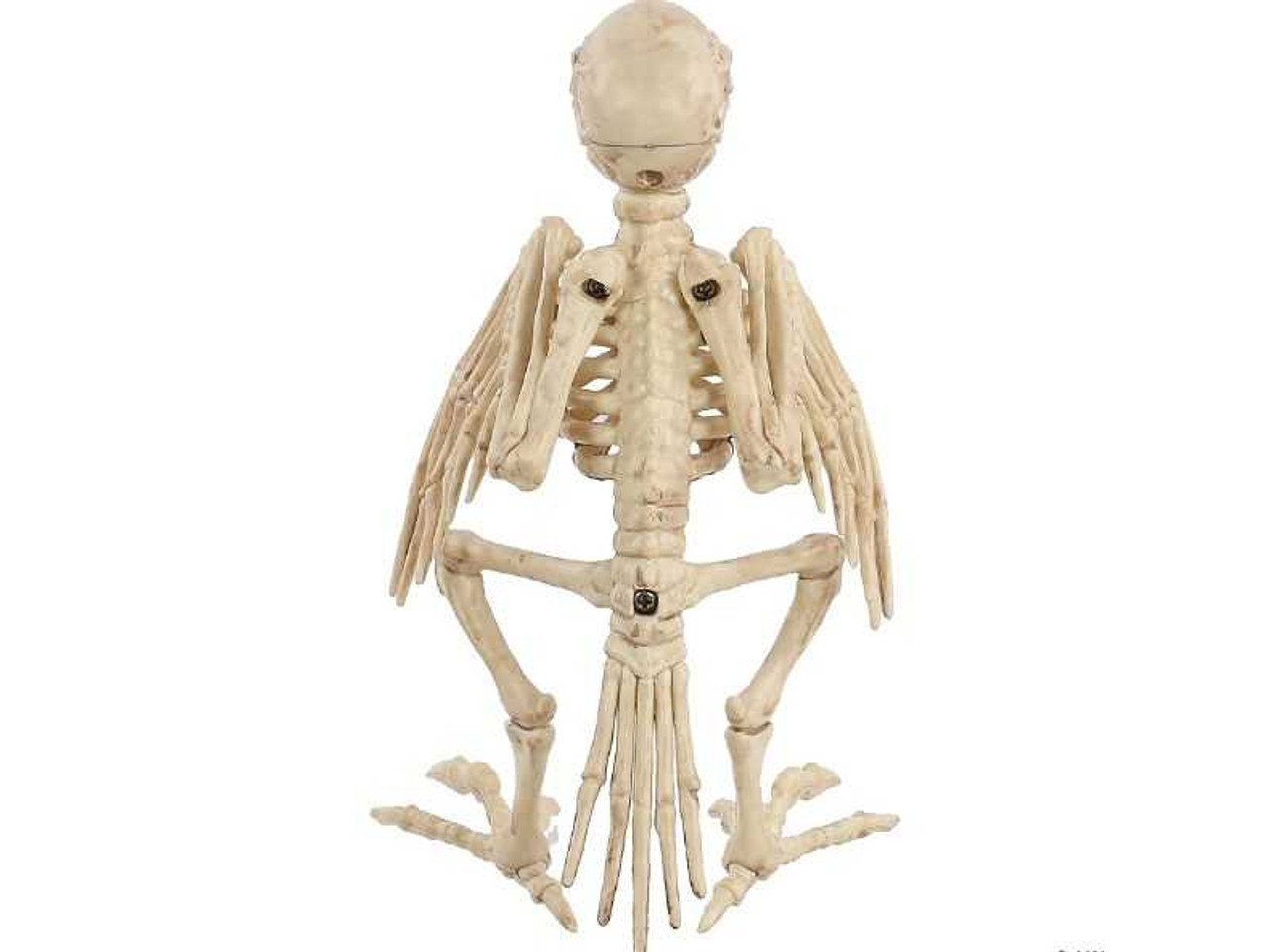 Skeleton Parrot Prop