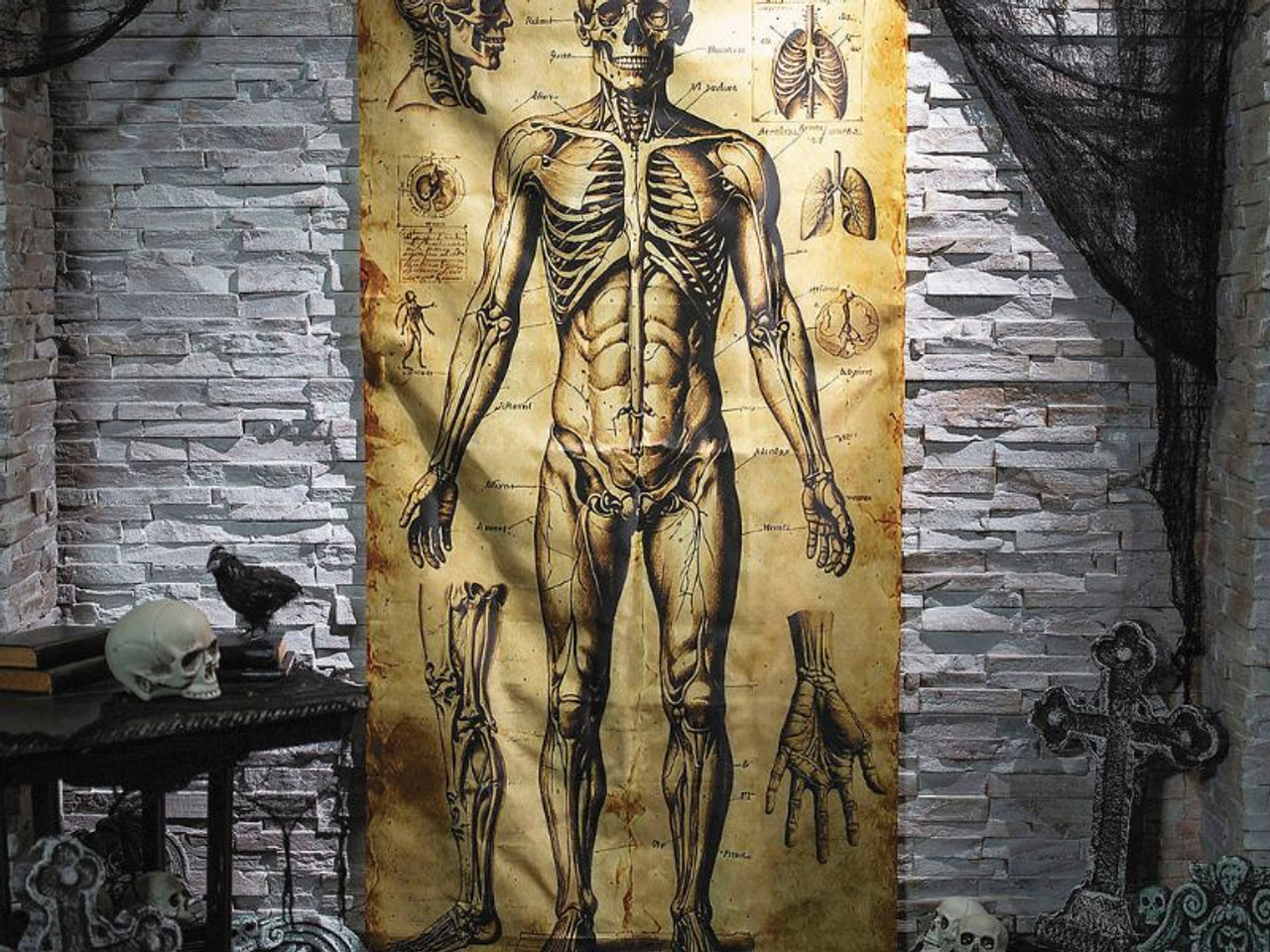 Human Anatomy Door Curtain - 6 Ft. 6 In - Halloween Decoration