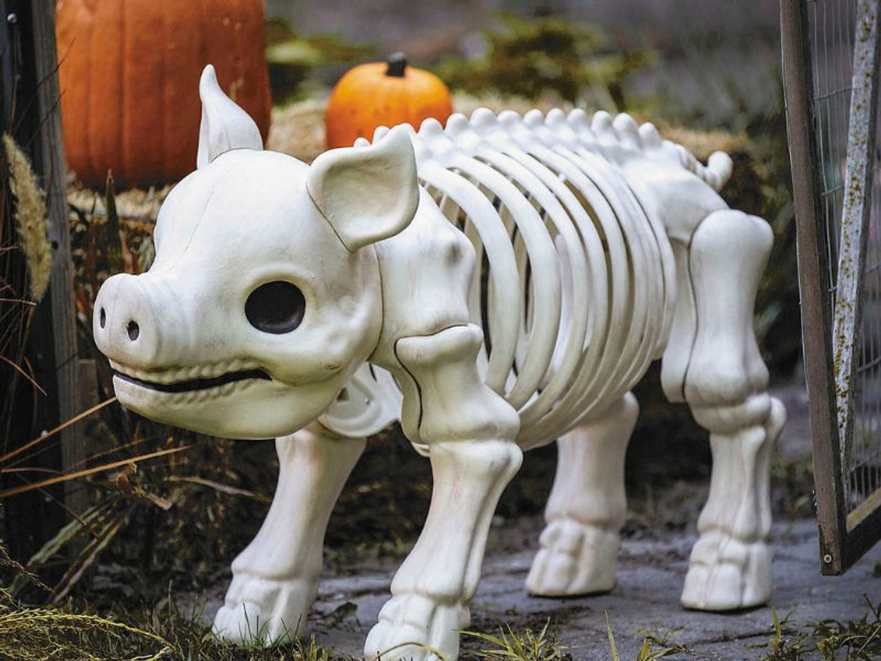 Standing Pig Skeleton - 24 1/4 In - Halloween Prop Decoration