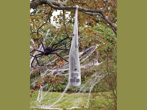 Skull In Spider Cocoon