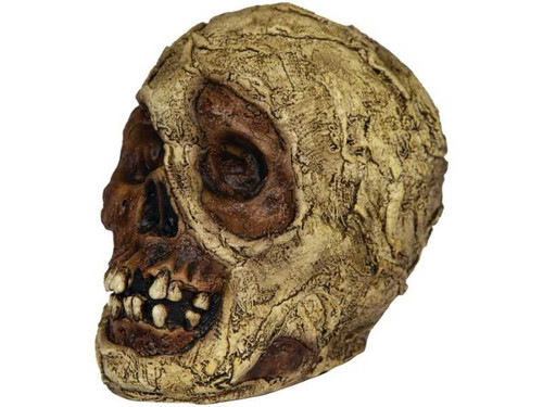 Egyptian Mummy Skull