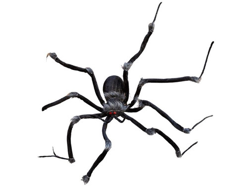 Poseable Hairy Joints Black Wolf Spider