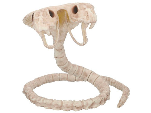 Two Headed Cobra Snake Skeleton