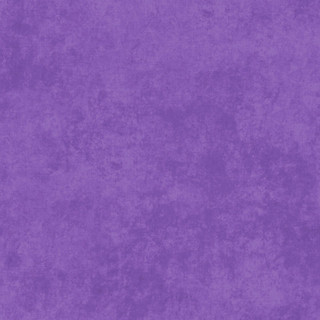VIOLET TULIP SHADOW PLAY