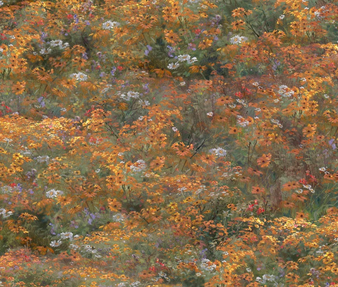 LIGHTKEEPERS COVE WILDFLOWER FIELD