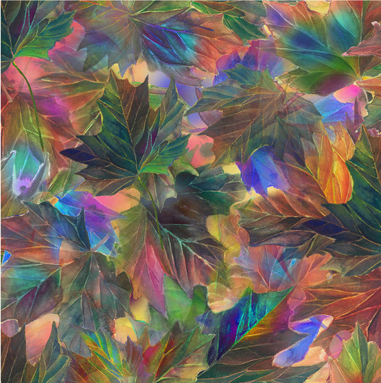 Maple Bright- Multi