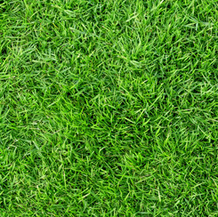 Open Air Grass Spring Green