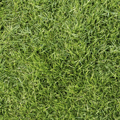 Open Air Grass Olive
