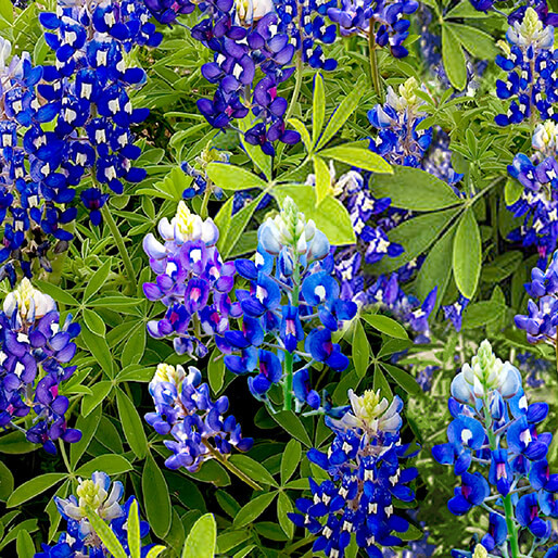 BLUEBONNET FLOWERS