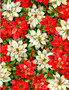 Poinsettia & Holly Green