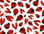 FLANNEL LADY BUGS ON WHITE