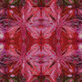 INCANDESCENT REFLECTIONS RED