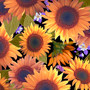 MOUNTAINS ARE CALLING SUNFLOWER - BLACK