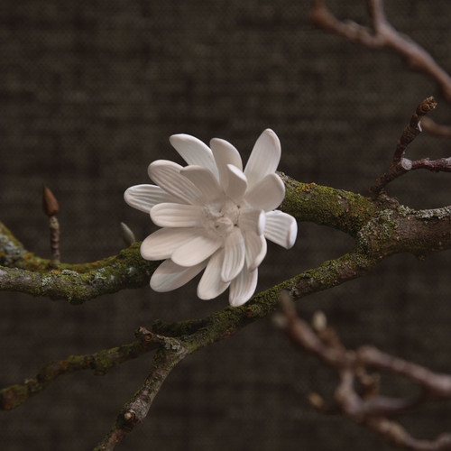 China Magnolia