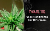 THCA vs. THC: Understanding the Key Differences