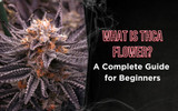 What is THCA Flower? A Complete Guide for Beginners