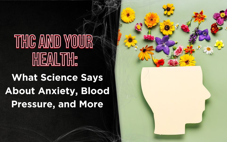 THC and Your Health: What Science Says About Anxiety, Blood Pressure, and More thumbnail image