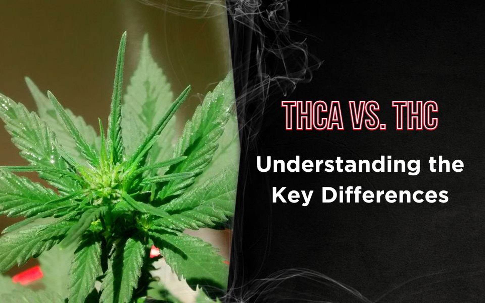 THCA vs. THC: Understanding the Key Differences thumbnail image