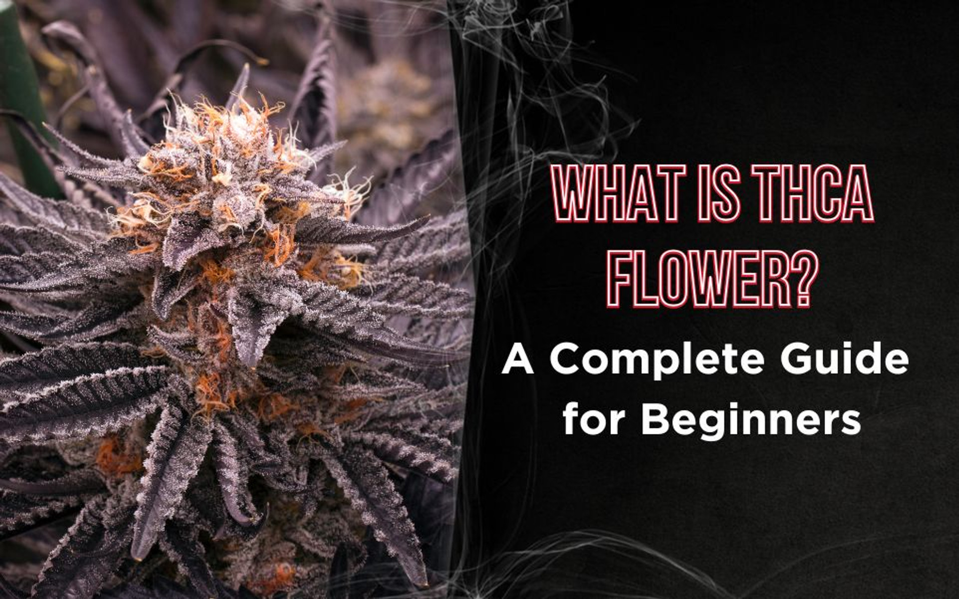 What is THCA Flower? A Complete Guide for Beginners thumbnail image