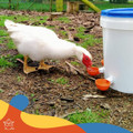 Automatic Chicken Water Cup Set of 5 | Chicken Water Feeder Suitable for Chickens, Duck, Goose, Turkey and Bunny | Poultry Water Feeder Kit product image
