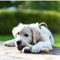 The Treat Shack® Rawhide Retriever Rolls Dog Treats product image