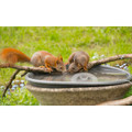 iMounTEK® 70W Automatic Bird Bath Heater product image
