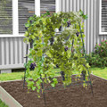 Cucumber Trellis  product image