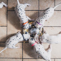 Whelping Puppy ID Collars (12 Pieces) product image