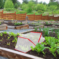 Garden Row Accelerator Plant Cover (4-Pack) product image