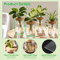 Hydroponic Glass Plant Propagation Station (4-Pack) product image