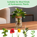 Hydroponic Glass Plant Propagation Station (4-Pack) product image